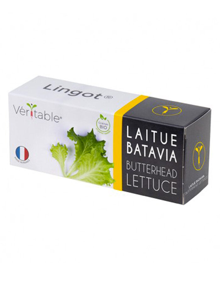 Lingot Butterhead Lettuce - Organic