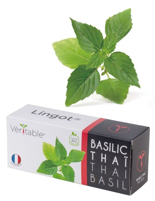 Lingot Thai Basil - Organic