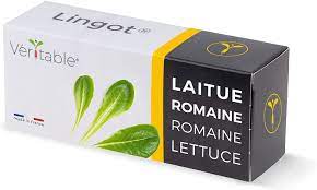 Lingot Romaine Lettuce